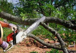 Best Lot and Land Clearing  in Greenville, SC